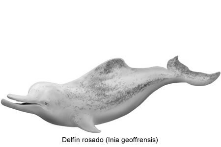 Delfín rosado (Inia geoffrensis)